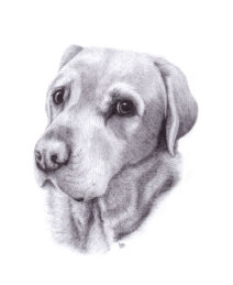 Ink on paper, Not for sale