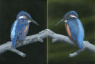 Acrylic on canvas, 450x360mm, £255